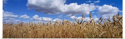 Wheat crop growing in a field, near Edmonton, Alberta, Canada