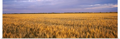 Wheat crop in a field, North Dakota