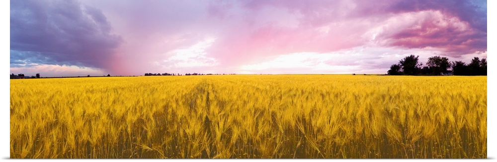 Wheat crop in a field, Saint-Blaise-sur-Richelieu, Quebec, Canada