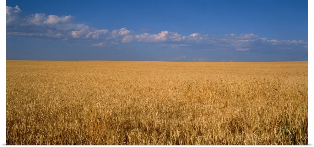 Wheat crop in a field, Wellington, Larimer County, Colorado