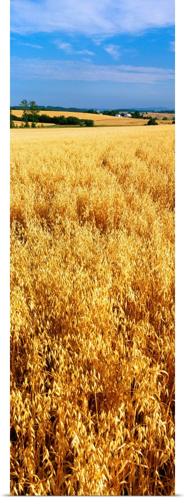 Wheat crop in a field, Willamette Valley, Oregon