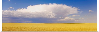 Wheat Field and Clouds WA