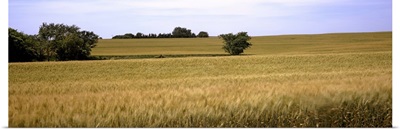 Wheat field, Kansas