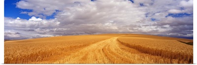 Wheat Field WA
