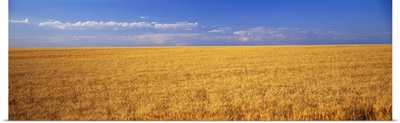 Wheat field Weld Co CO