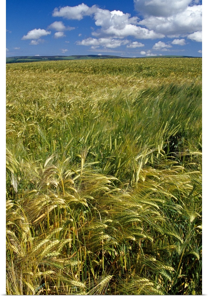 Wheat fields, blue sky, Scotland.