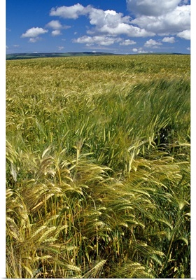 Wheat fields, blue sky, Scotland.