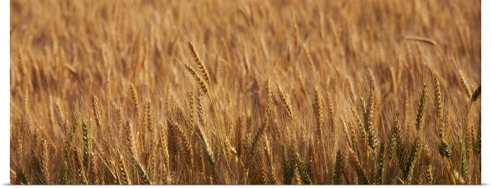 Wheat Stalks OR