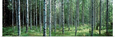 White Birches Aulanko National Park Finland