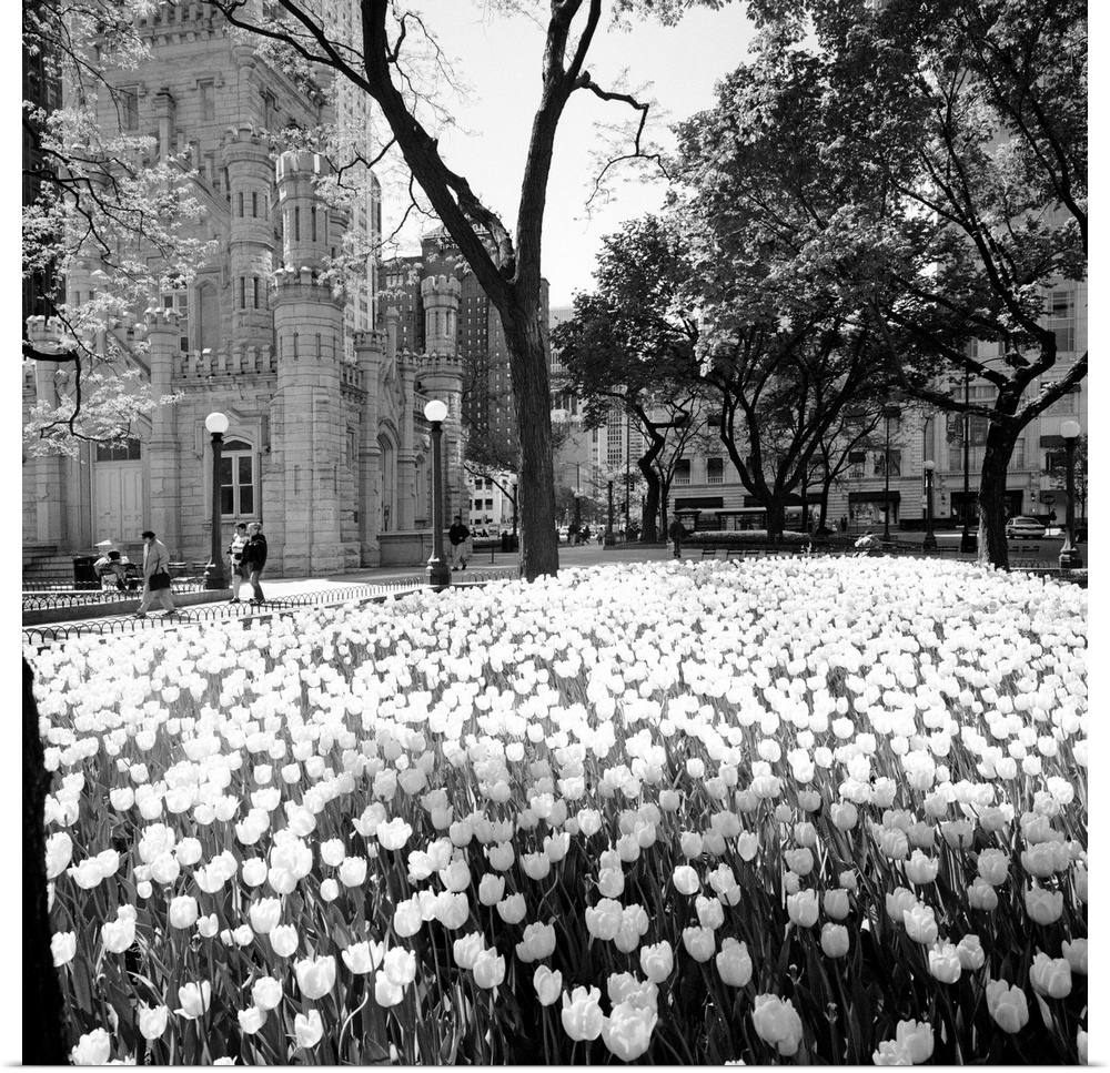 Square photo print of flowers in a garden in Chicago with tall buildings in the background.