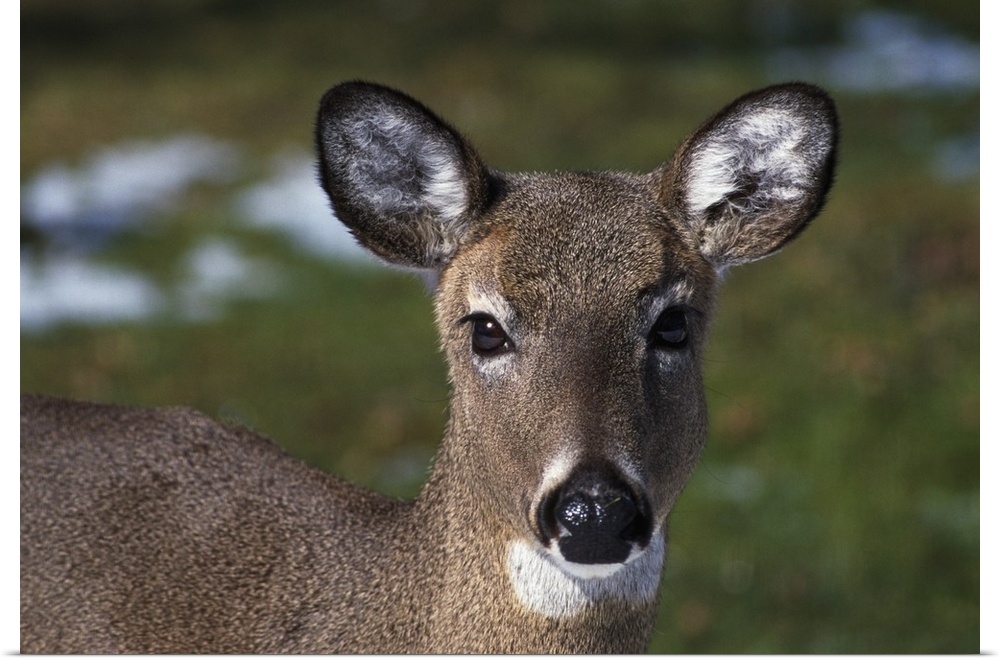 A photograph is taken straight on of a doe.