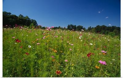 Wide angle view of field of wildflowers blooming, New York