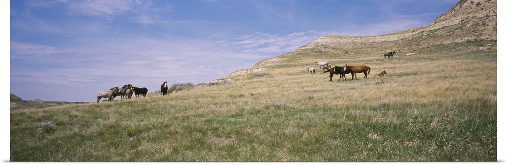 Wild horses in a grassy field, Badlands, Theodore Roosevelt National Park, North Dakota