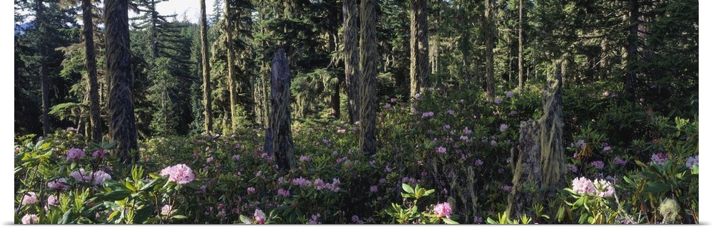 Wild Rhododendrons Mount Hood National Forest OR
