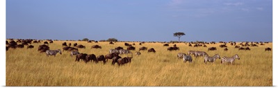 Wildebeests and zebra migration Masai Mara National Reserve Kenya