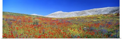 Wildflowers Andalucia Spain