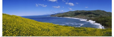 Wildflowers at the coast, Marin Headlands, California