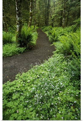 Wildflowers blooming along forest trail, Olympic National Park, Washington