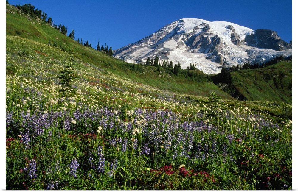 The mountain peak rises over the edge of a grassy meadow lined with conifer trees and full of flowers in this landscape ph...