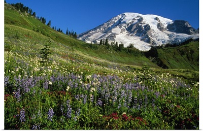 Wildflowers blooming in front of snowy Mount Rainier, Washington