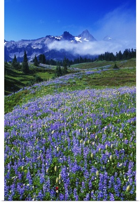 Wildflowers blooming in meadow, distant Tattoosh Mountain range in fog, Mount Rainier National Park, Washington