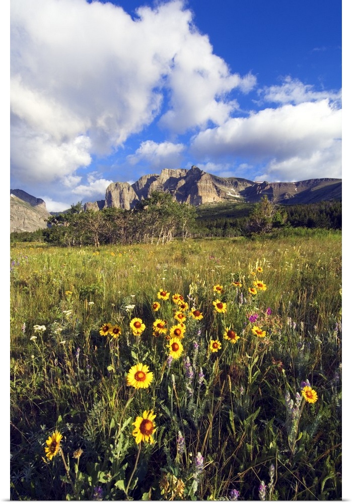 Wildflowers blooming in mountain meadow, Two Dog Flats, Glacier National Park, Montana