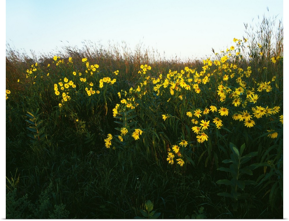 Wildflowers blooming on prairie, Hayden Prairie State Preserve, Iowa