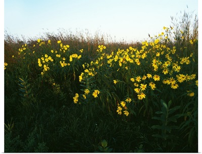 Wildflowers blooming on prairie, Hayden Prairie State Preserve, Iowa