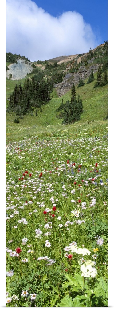 Wildflowers Chilcotin Mtns BC Canada