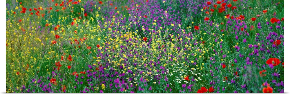 Panoramic photograph of meadow of brightly colored flowers and tall grass