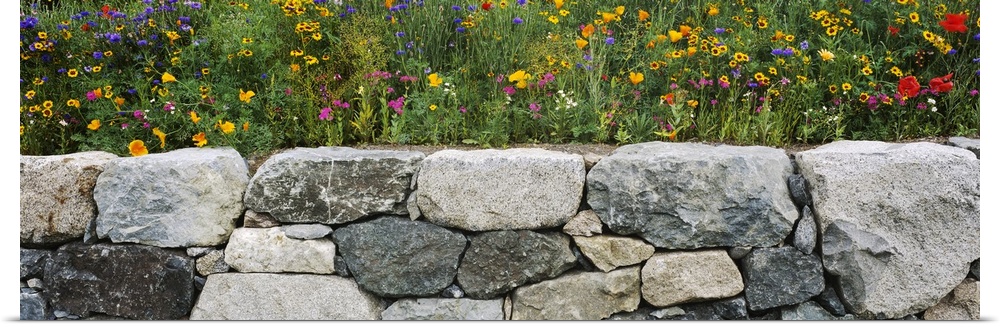 Wildflowers growing near a stone wall, Fidalgo Island, Skagit County, Washington State