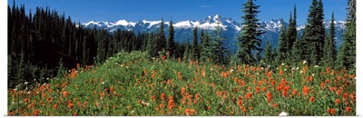 Wildflowers in a field, Mt Revelstoke National Park, British Columbia, Canada