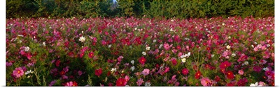Wildflowers in a field, NCDOT Wildflower Program, Henderson County, North Carolina