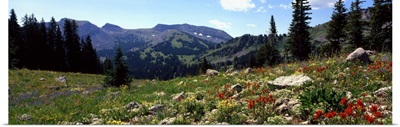 Wildflowers in a field, Rendezvous Mountain, Teton Range, Grand Teton National Park, Wyoming