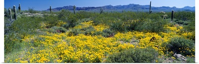 Wildflowers in a field, Saguaro National Monument, Arizona