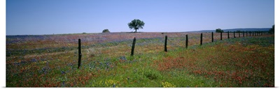 Wildflowers in a field Texas