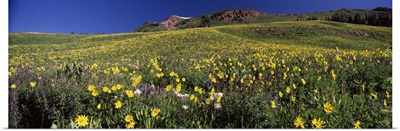Wildflowers in a field West Maroon Pass Crested Butte Gunnison County Colorado