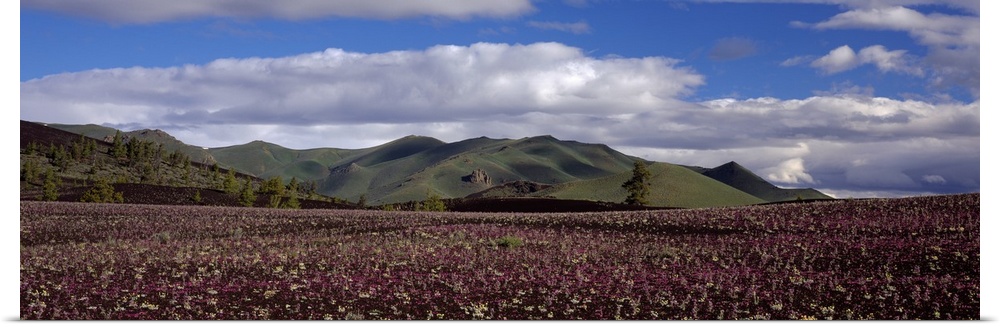 Wildflowers in a field with mountains in the background, Craters Of The Moon National Park, Idaho