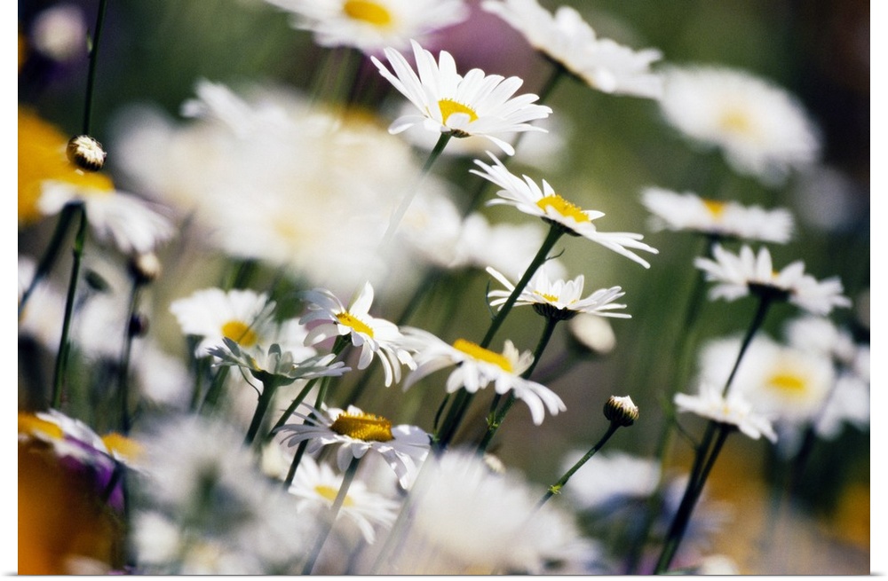 Wild daisies and other flowers blooming in a field.