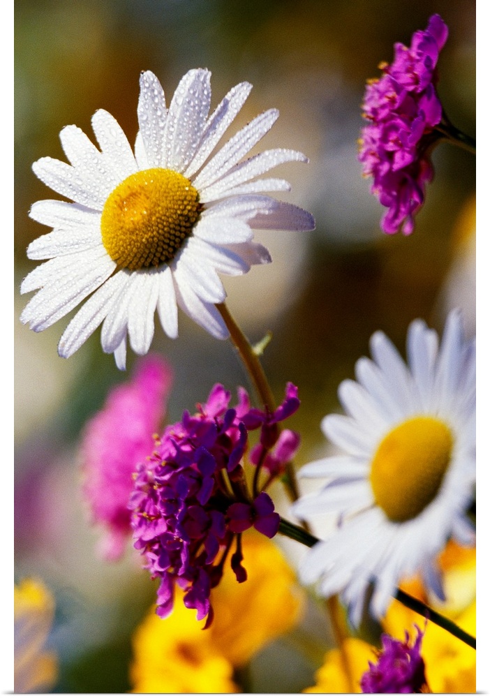 A close up of wild daisies growing amongst other wild flora in this vertical photograph.