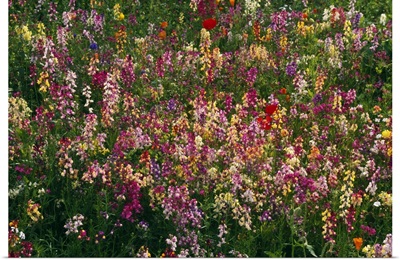 Wildflowers in bloom, close-up.