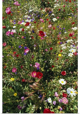 Wildflowers in bloom, close-up.