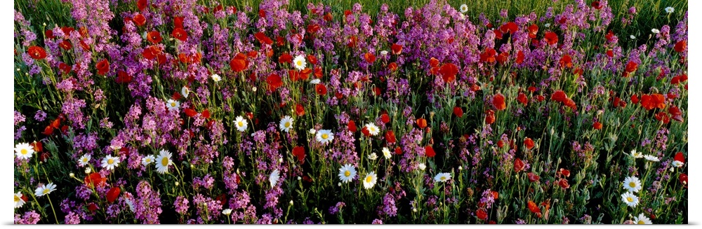 Wildflowers, NCDOT Wildflower Program, Buncombe County, North Carolina