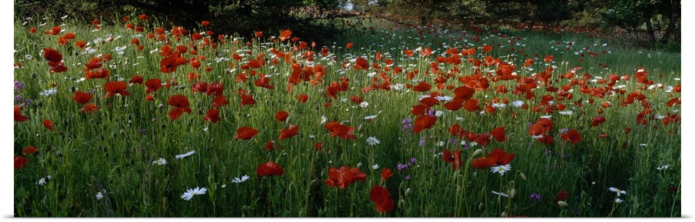 Panoramic photograph of field filled with poppies, daisies, and other flowers.