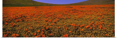 Wildflowers on a landscape, California,
