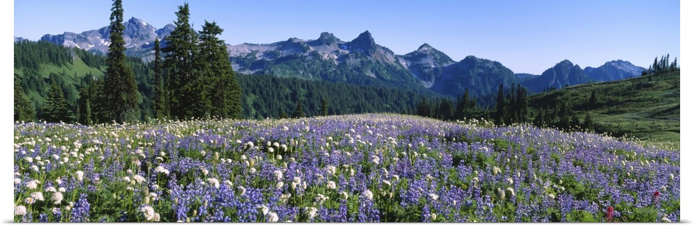 Wildflowers on a landscape, Tatoosh Range, Mt Rainier National Park, Washington State