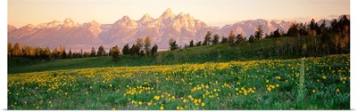 Wildflowers on a landscape with a mountain range in the background, Teton Range, Grand Teton National Park, Wyoming