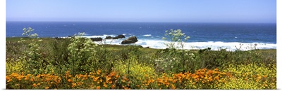 Wildflowers on the coast California State Route 1 California