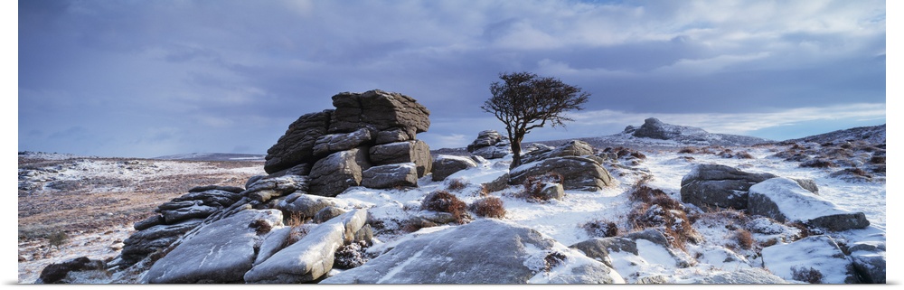 Windswept tree in snow covered field Dartmoor Devon England