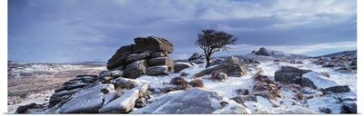 Windswept tree in snow covered field Dartmoor Devon England